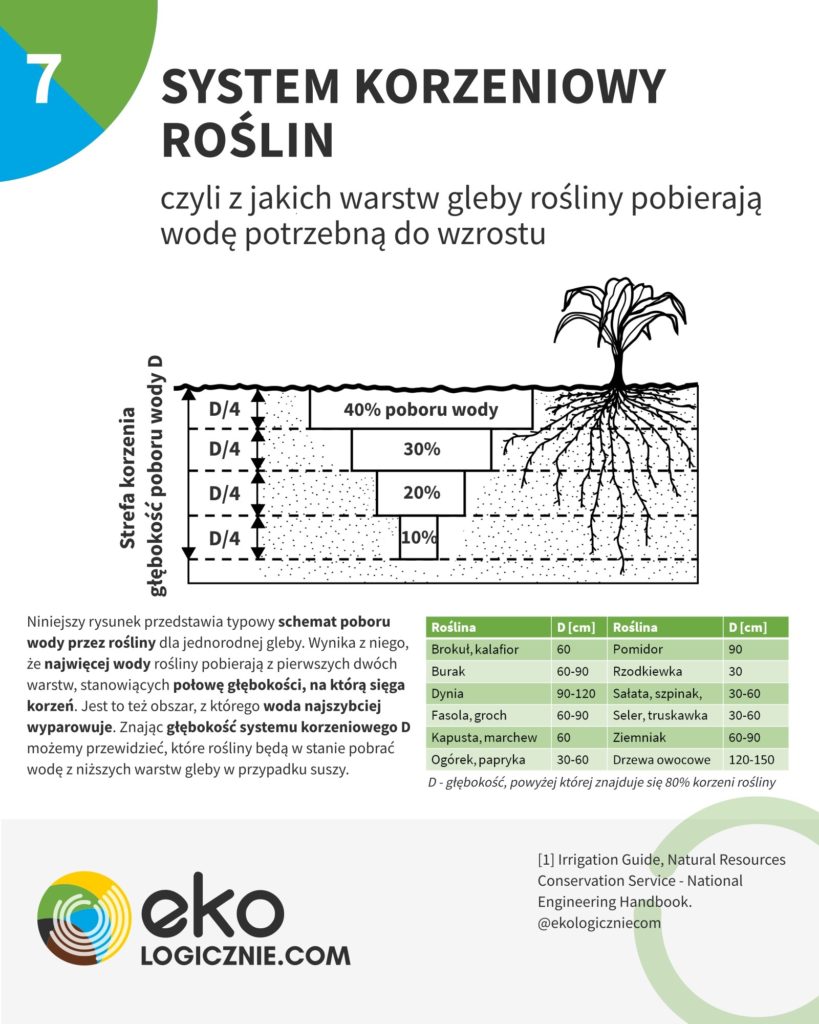 system korzeniowy roślin